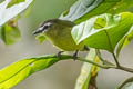 Brown-capped Tyrannulet Ornithion brunneicapillus