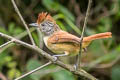 Chapman's Antshrike Thamnophilus zarumae zarumae