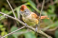 Chapman's Antshrike Thamnophilus zarumae zarumae