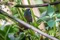 Chestnut-backed Antbird Poliocrania exsul maculifer 