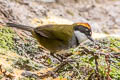 Chestnut-capped Brushfinch Arremon brunneinucha inornatus