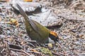 Chestnut-capped Brushfinch Arremon brunneinucha inornatus