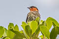 Chestnut-crested Cotinga Ampelion rufaxilla rufaxilla