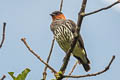 Chestnut-crested Cotinga Ampelion rufaxilla rufaxilla