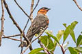 Chestnut-crested Cotinga Ampelion rufaxilla rufaxilla