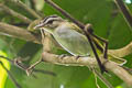 Chivi Vireo Vireo chivi griseobarbatus