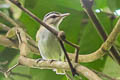 Chivi Vireo Vireo chivi griseobarbatus