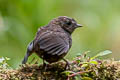 Chusquea Tapaculo Scytalopus parkeri