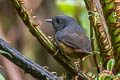 Chusquea Tapaculo Scytalopus parkeri