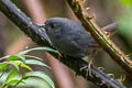 Chusquea Tapaculo Scytalopus parkeri