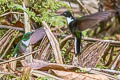 Collared Inca Coeligena torquata fulgidigula