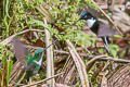 Collared Inca Coeligena torquata fulgidigula