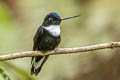 Collared Inca Coeligena torquata fulgidigula