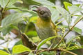 Common Chlorospingus Chlorospingus flavopectus phaeocephalus