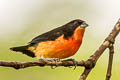 Crimson-breasted Finch Rhodospingus cruentus