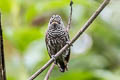 Ecuadorian Piculet Picumnus sclateri sclateri