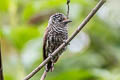 Ecuadorian Piculet Picumnus sclateri sclateri