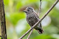 Ecuadorian Piculet Picumnus sclateri sclateri