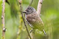 Ecuadorian Piculet Picumnus sclateri sclateri