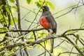 Ecuadorian Trogon Trogon mesurus