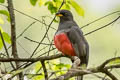 Ecuadorian Trogon Trogon mesurus