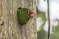 El Oro Parakeet Pyrrhura orcesi