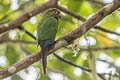 El Oro Parakeet Pyrrhura orcesi