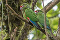 El Oro Parakeet Pyrrhura orcesi