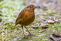 Equatorial Antpitta Grallaria saturata