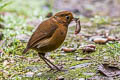 Equatorial Antpitta Grallaria saturata