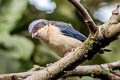 Fawn-breasted Tanager Pipraeidea melanonota venezuelensis