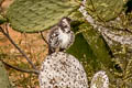 Floreana Mockingbird Mimus trifasciatus (Charles Mockingbird)