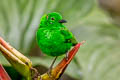 Glistening-green Tanager Chlorochrysa phoenicotis