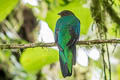 Golden-headed Quetzal Pharomachrus auriceps auriceps