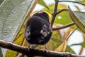 Golden-winged Manakin Masius chrysopterus coronulatus 