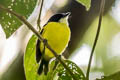 Golden-winged Tody-Flycatcher Poecilotriccus calopterus
