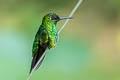 Green-crowned Brilliant Heliodoxa jacula jamersoni