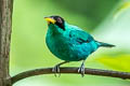 Green Honeycreeper Chlorophanes spiza exsul 