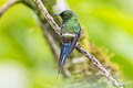 Green Thorntail Discosura conversii