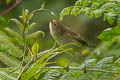 Green Warbler-Finch Certhidea olivacea