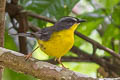 Grey-and-gold Warbler Myiothlypis fraseri ochraceicrista 