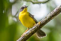 Grey-and-gold Warbler Myiothlypis fraseri ochraceicrista 