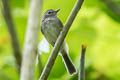 Grey-breasted Flycatcher Lathrotriccus griseipectus