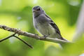 Grey-breasted Flycatcher Lathrotriccus griseipectus