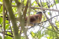 Grey-capped Cuckoo Coccyzus lansbergi