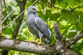 Grey-lined Hawk Buteo nitidus blakei 