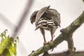 Grey-lined Hawk Buteo nitidus blakei 