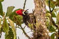 Guayaquil Woodpecker Campephilus gayaquilensis