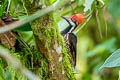 Guayaquil Woodpecker Campephilus gayaquilensis