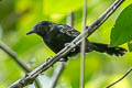 Jet Antbird Cercomacra nigricans